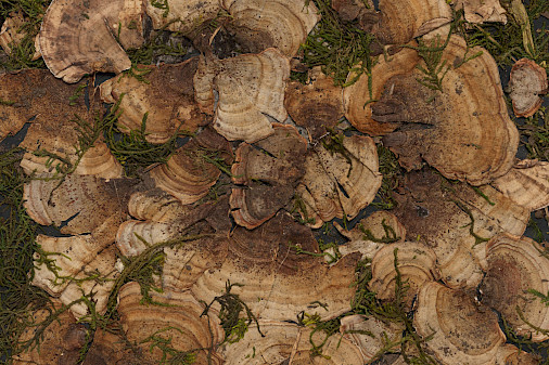 Detail photo of a 2D artwork by Tricia Wright made with crushed peat turf, moss, fungi, and steel.