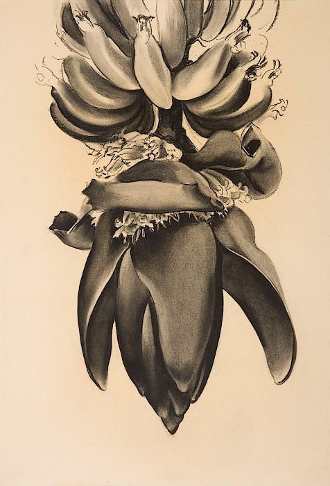 Georgia O’Keeffe (Sun Prairie, Wisconsin, 1887 - 1986, Santa Fe, New Mexico), "Special No. 30 (Banana Flower)," 1934, charcoal on paper, 22 x 15 in., Arkansas Museum of Fine Arts Foundation Collection: Purchase, Tabriz Fund and Museum Purchase Plan of the NEA. 1974.011.008.